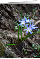 blue flowers...