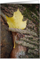 religious sympathy yellow leaf card