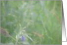 Peace in the meadow card