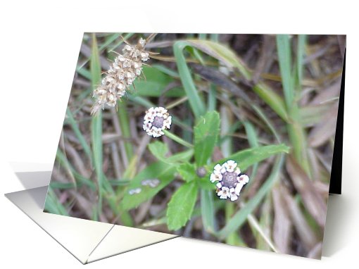 Tiny Wildflowers card (453629)