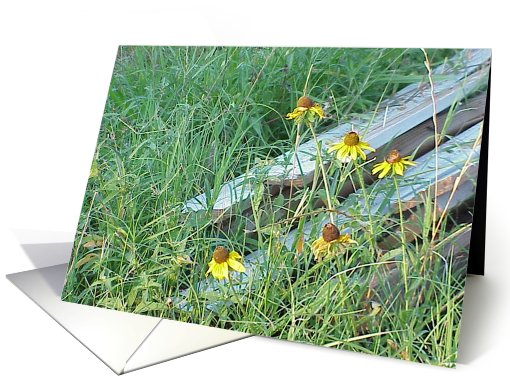 Black Eyed Susans card (453633)