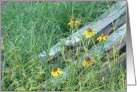 Black Eyed Susans card