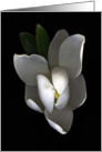 Magnolia blank photoart card