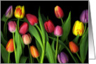 Thinking of you - Vibrant Colorful Spring Tulips on Black Background card