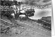 Bristlecone Pine Canyonlands, Utah card