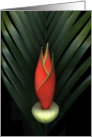 Palm of Fire card