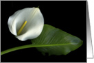 White Calla Lily card