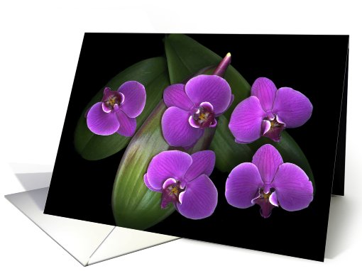 Bees on Green card (455084)