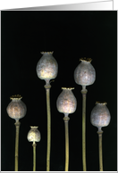 Poppies Blnak card