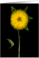 Fading Sunflower card