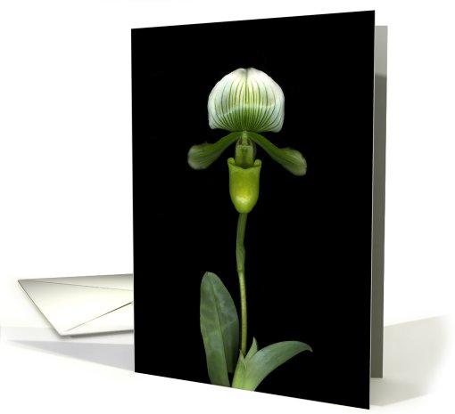 Green Lady Slipper card (456658)