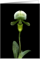 Green Lady Slipper card