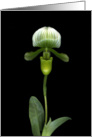 Green Lady Slipper card