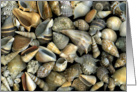 Seashells card