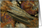 Featherdance card