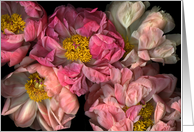 Pink Peonies card