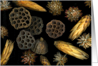 Seeds and Pods card