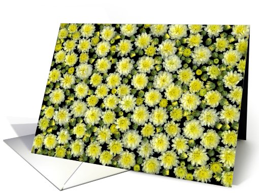 Thank you   -     Photo card (498911)