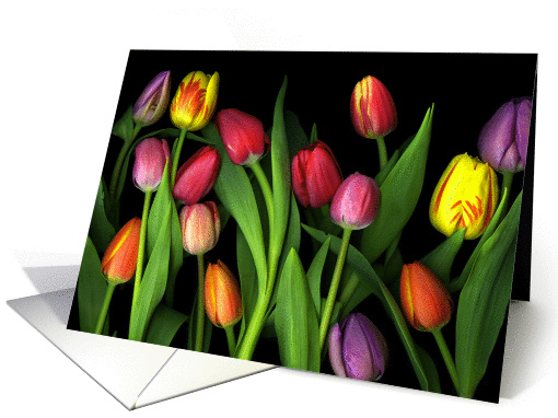 Thinking of you - Vibrant Colorful Spring Tulips on Black... (989559)