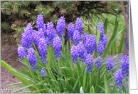 purple and pine card