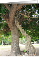 Tree with large roots card