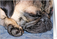 Pug (Blank) card
