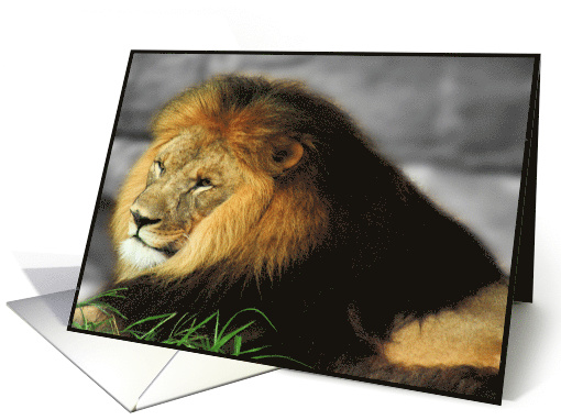 Lion (blank) card (455773)