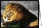 Lion (blank) card