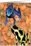 Poison Dart Frogs ...