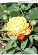 The Rose (blank) card