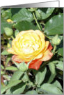 The Rose (blank) card