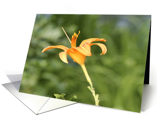 Summer Flower (blank) card (457340)