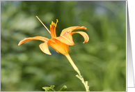Summer Flower (blank) card