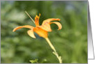 Summer Flower (blank) card