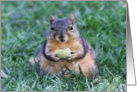 The Squirrel (blank) card