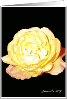 The Yellow Rose(blank) card