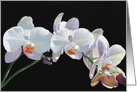 Blank Any Occasion White, Red and Purple Orchid card