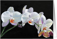 Blank Any Occasion White, Red and Purple Orchid card