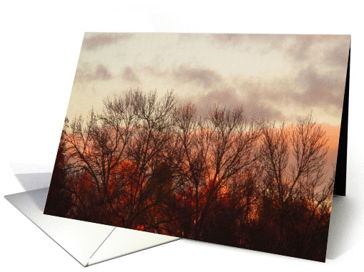 Sonoma Winter trees card (1439288)