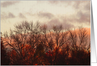 Sonoma Winter trees card