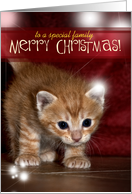 Christmas Kitten card