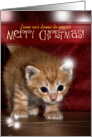 Christmas Kitten card