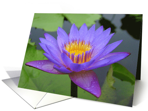 Purple Water Lily card (461517)
