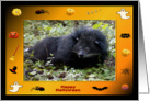 Halloween Bear Cat card