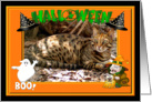 Halloween Bengal Cat card