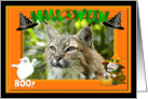 Halloween Bobcat card