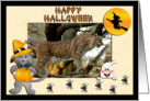 Halloween Bobcat card