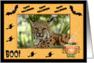 Halloween Bobcat card