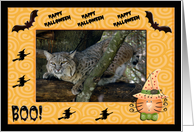 Halloween Bobcat card
