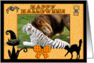 Halloween White Tiger & African Lion card